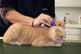 SCOTTISH FOLD - ANTI PARASITES 049